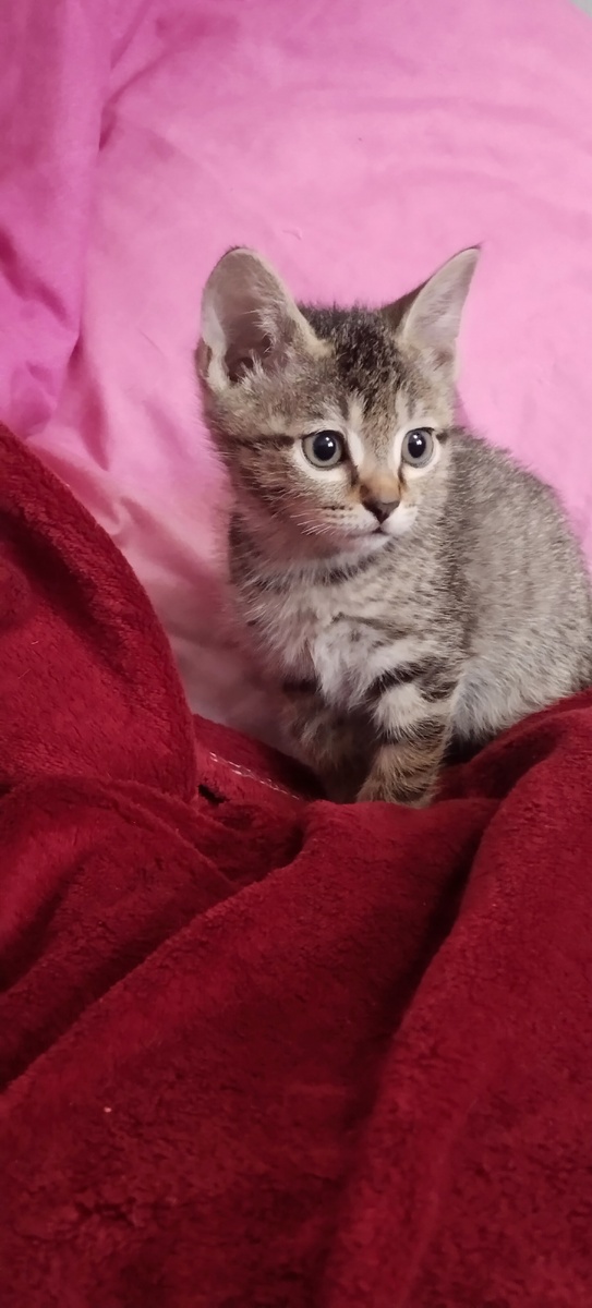 Героиня истории 