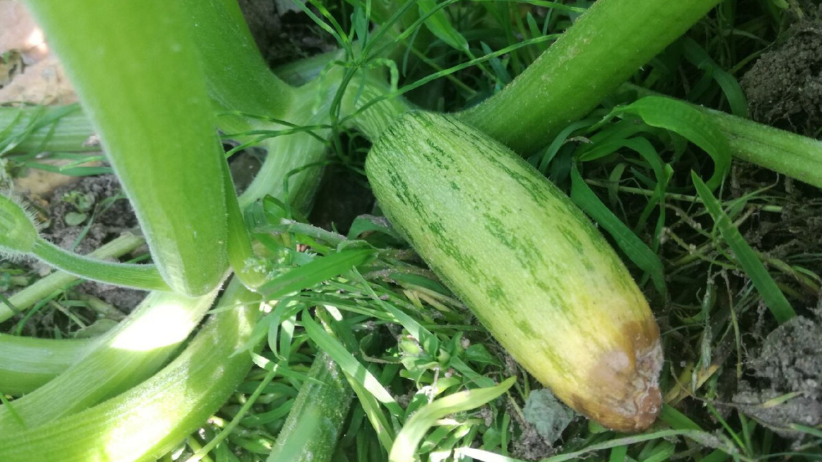 Яндекс картинки