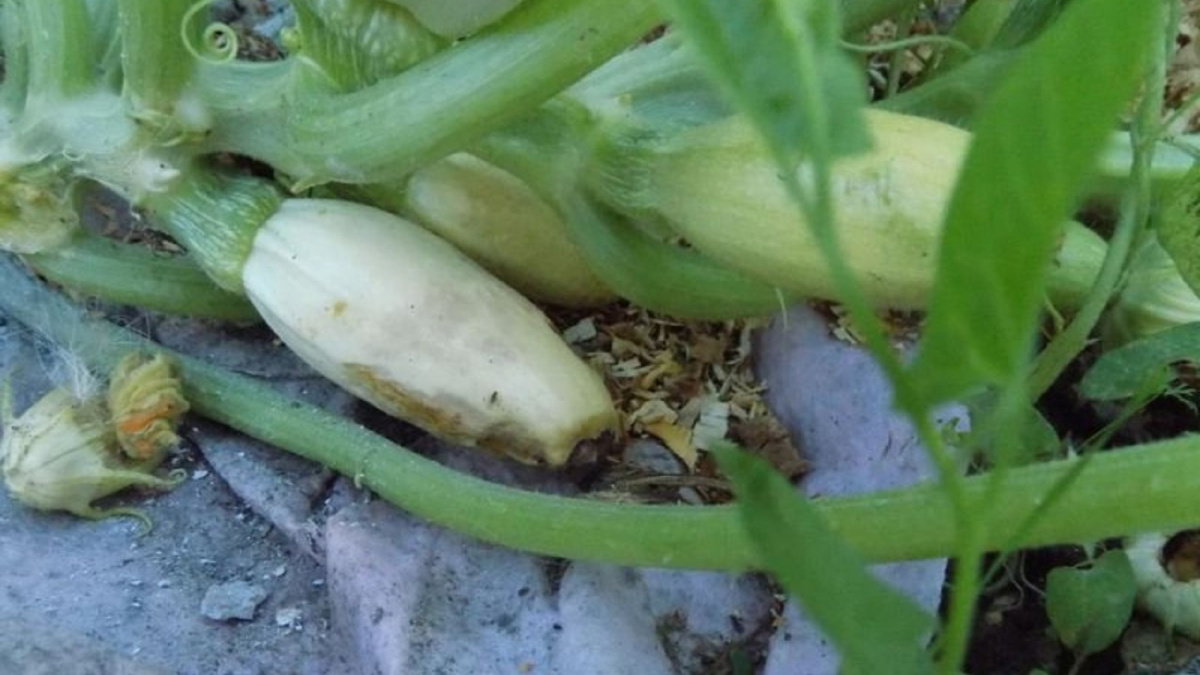 Яндекс картинки