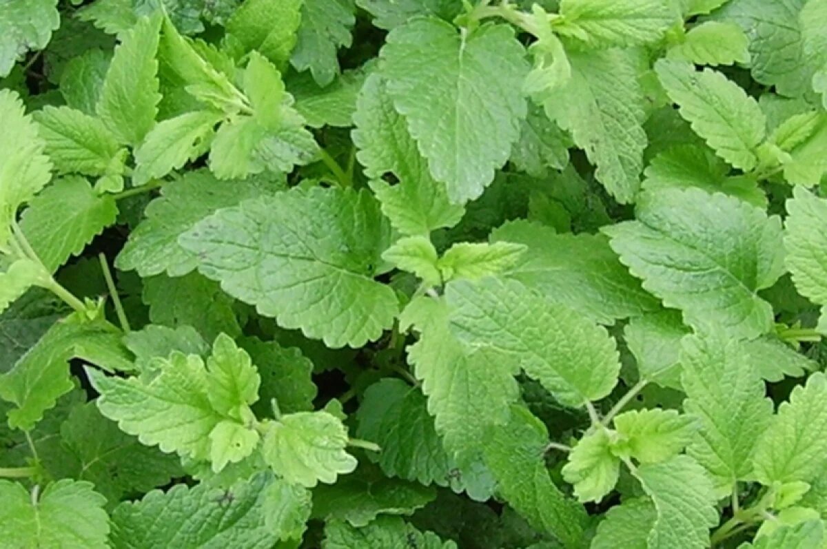    Мелиссе даже пчела рада.