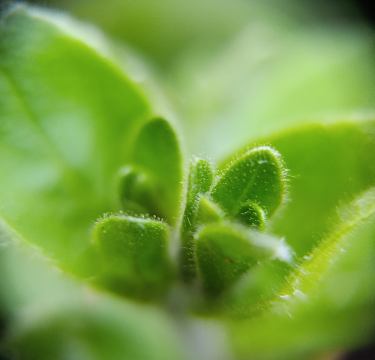 Купила макролинзу. Теперь экспериментирую😁