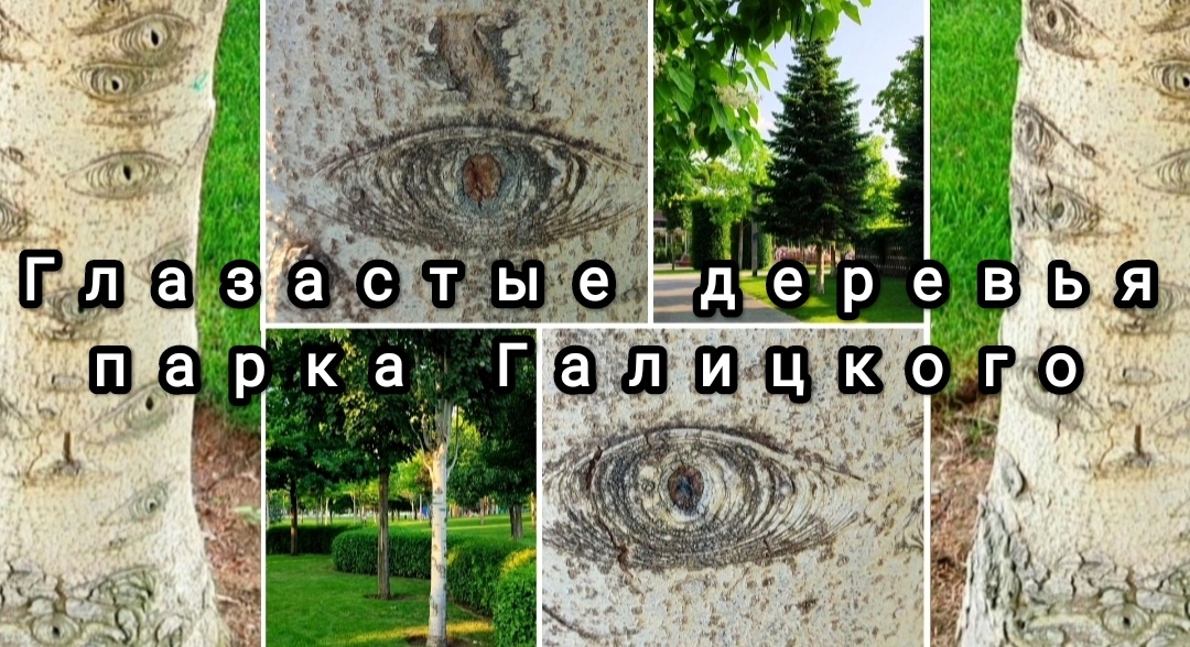 🌲🌳👀🌳🌲👀🌲🌳👀🌳🌲