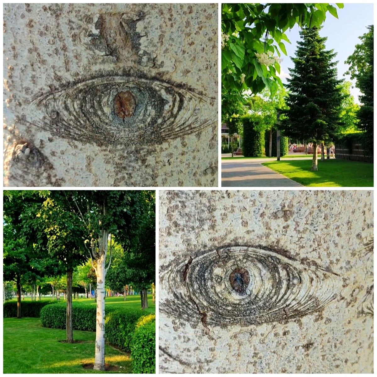 🌳🌲👀🌲🌳👀🌳🌲👀🌲🌳