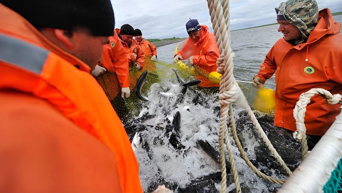     Источник: Росрыболовство