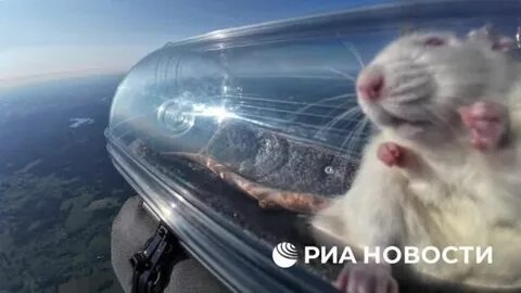 Фотографии взяты из открытых источников