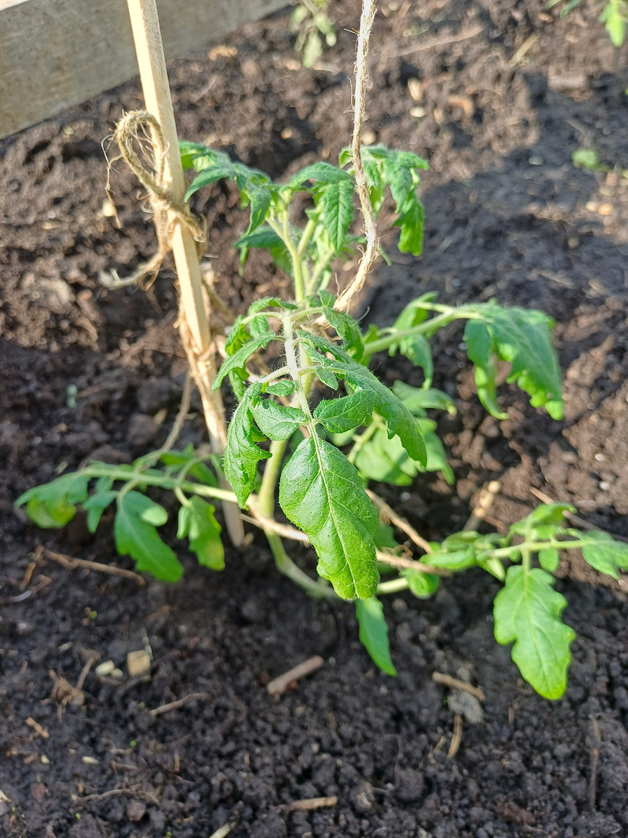 Верхушка томата сорта "Мальвина"