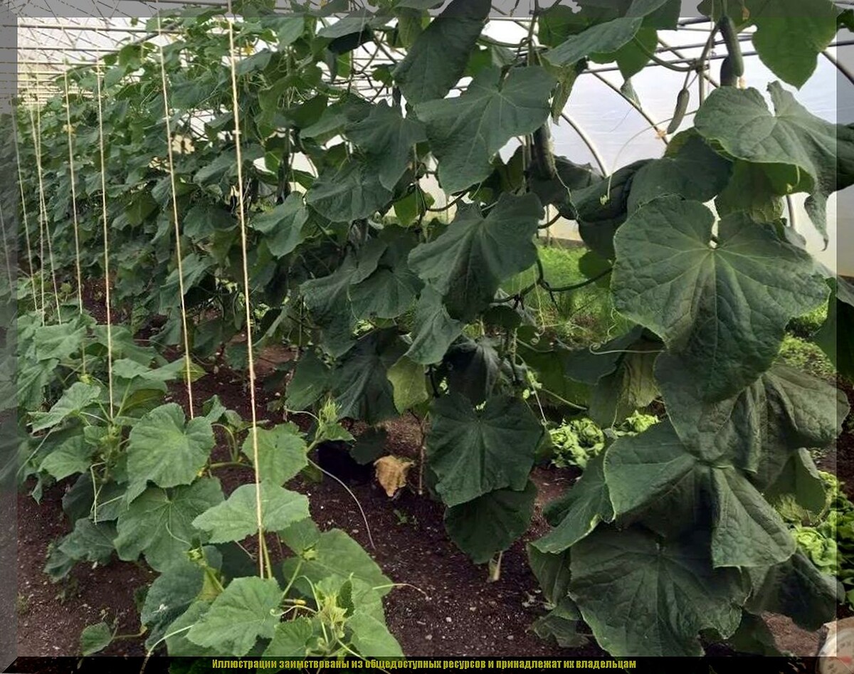 https://vk.com/photo-159774511_457271817. Огурцы с признаками жирования