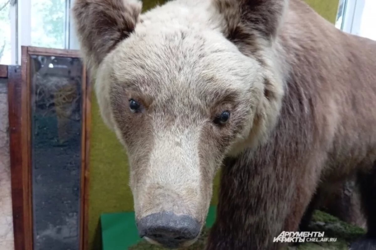    Косолапый выглядит совсем как живой.