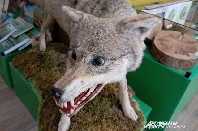    Волк из челябинских лесов. Фото: АиФ-Челябинск/ Надежда Уварова