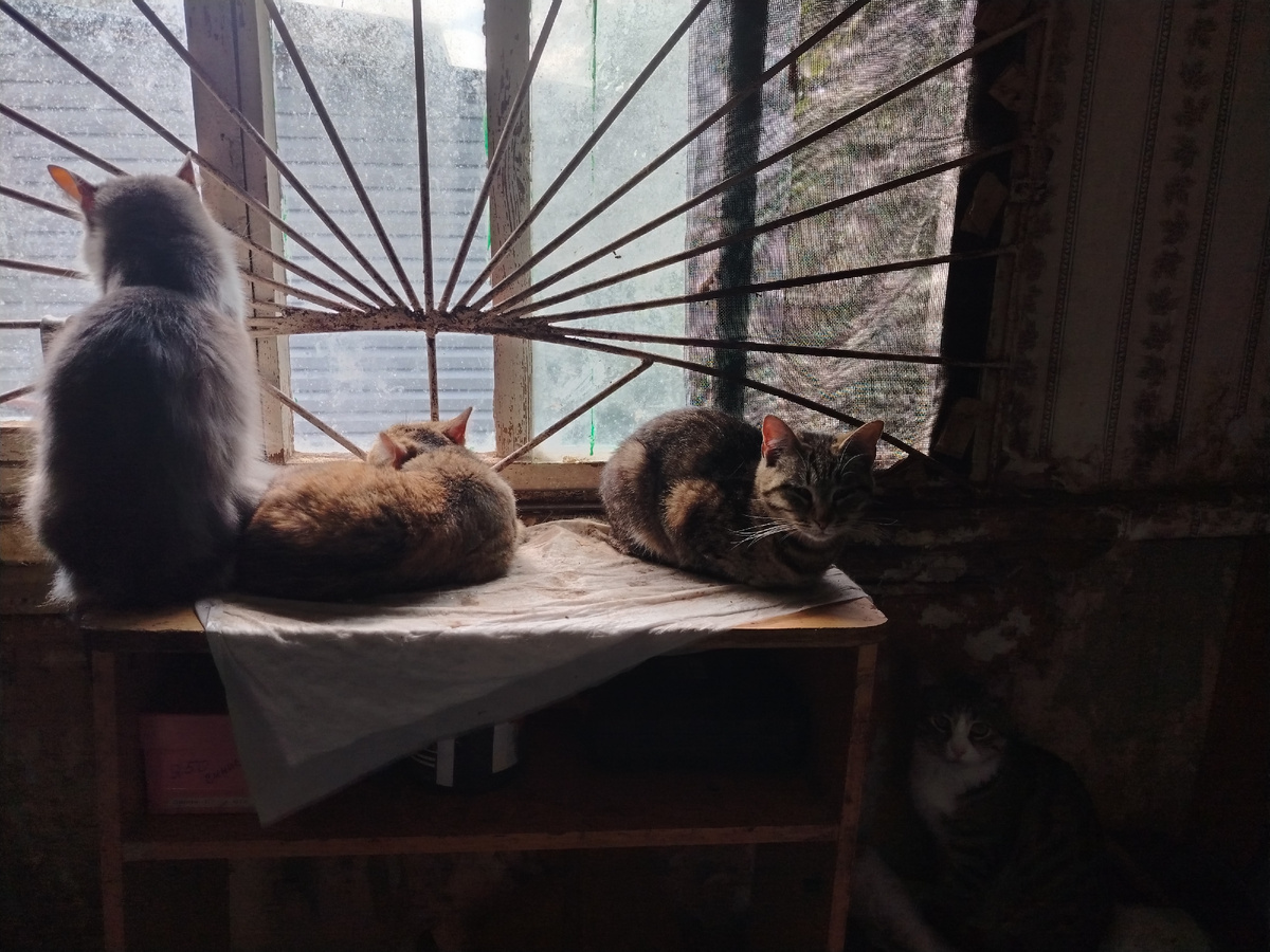 Сенцы в Первом доме. 