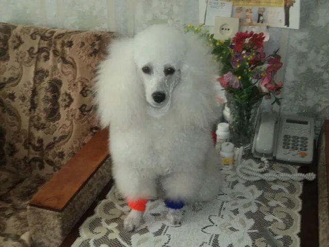 Красавица Джина.