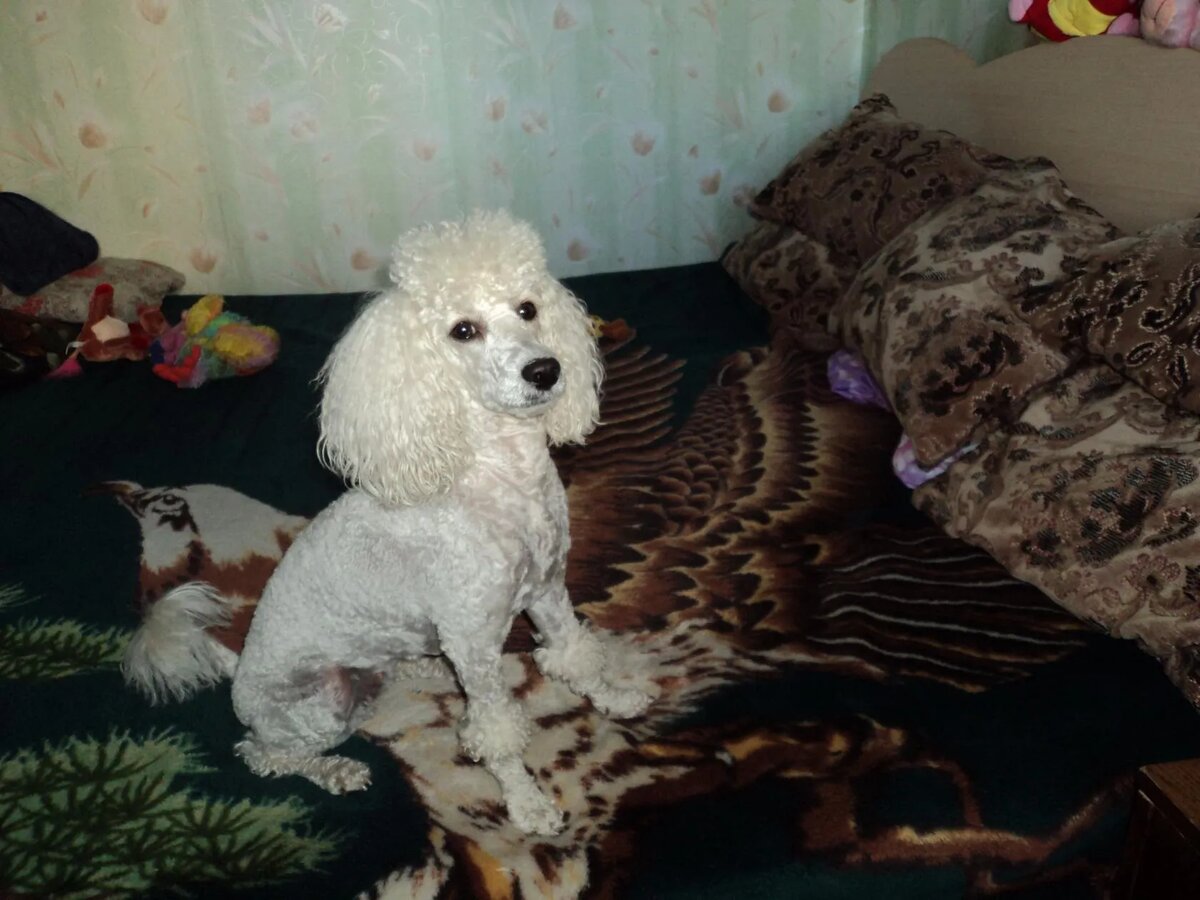 После прогулки.