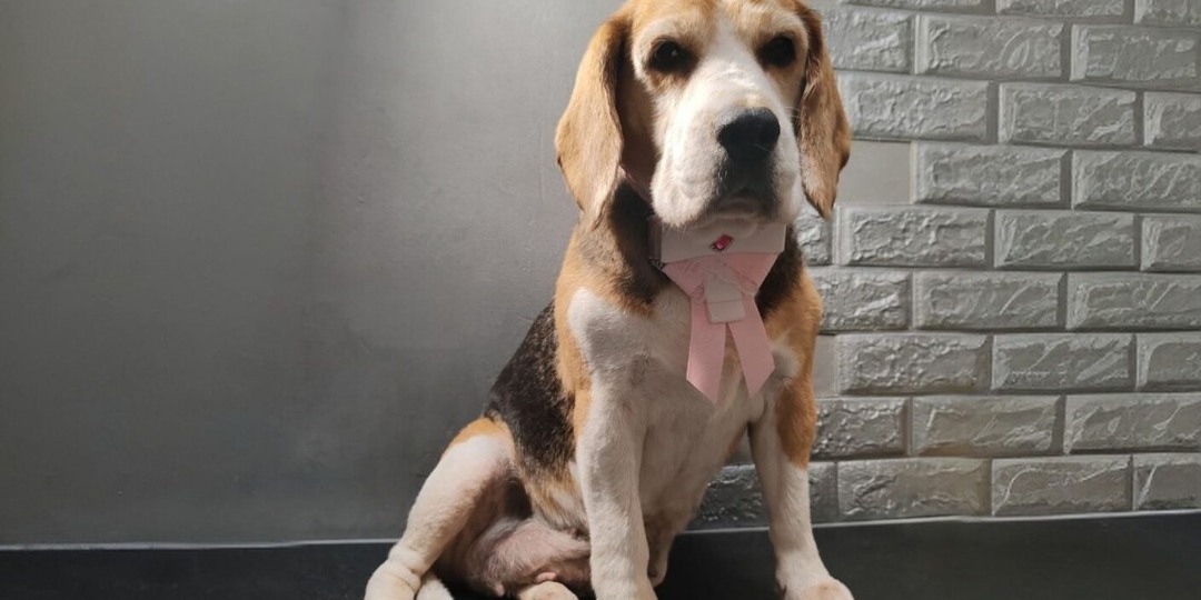 «Пусть доживает свой век спокойно»: жительница Карелии спасла с улицы старенького бигля, которого несколько раз бросали хозяева