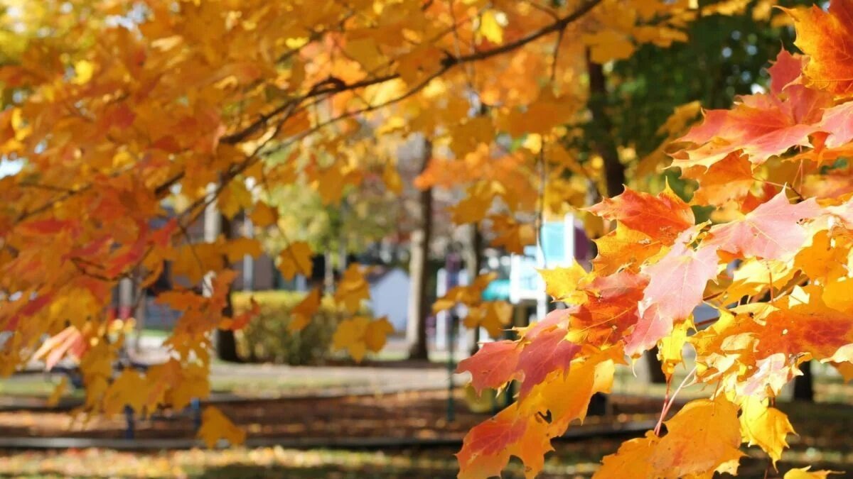 Осенний парк.