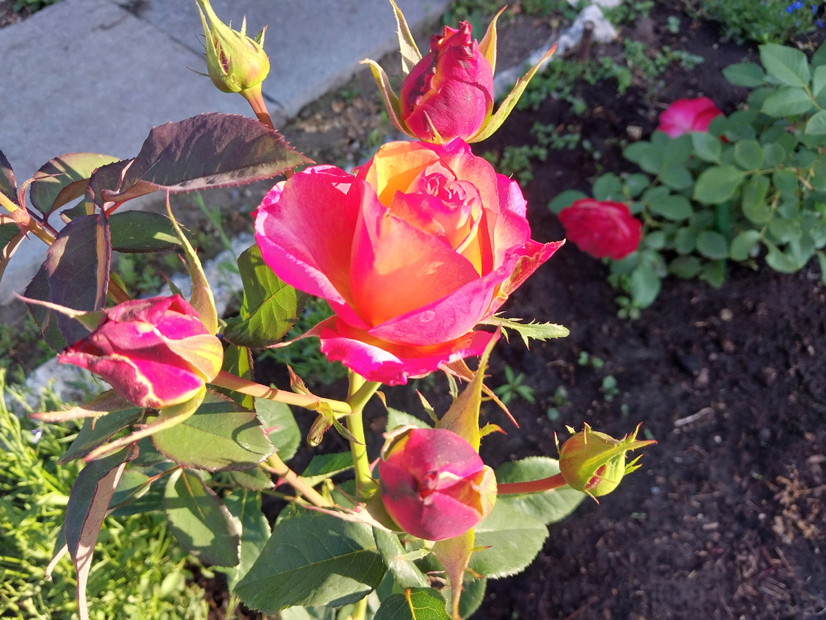 Чайно-гибридная роза "Утопия"