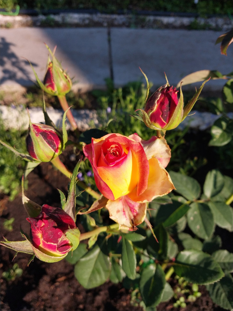 "Утопия" - чистое золото.