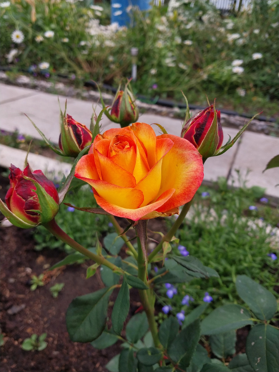 Золото "Утопии"