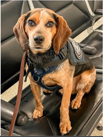 Служебный пес по кличке Фредди, пострадавший от нападения интуриста