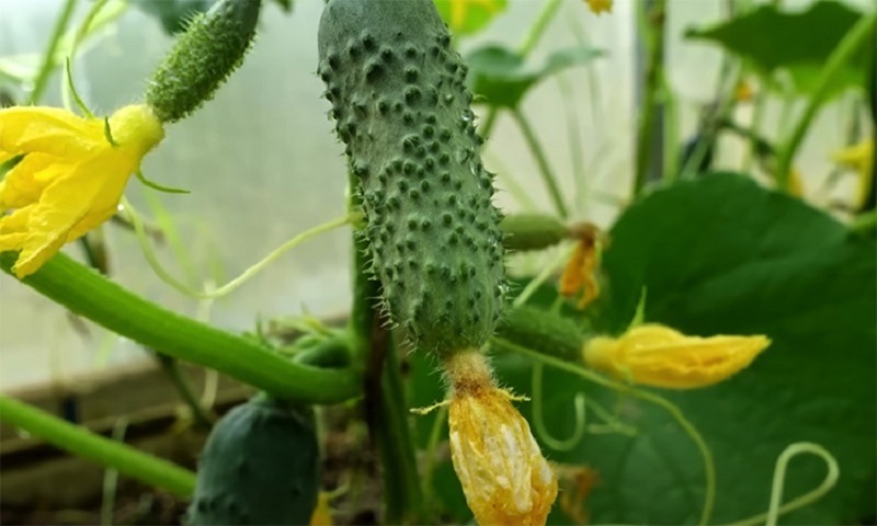 Июльская подкормка огурцов для получения богатого урожая и защиты растений