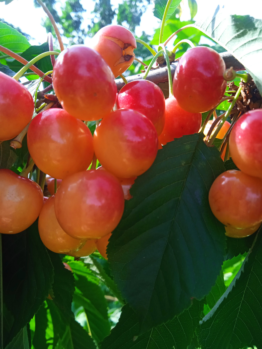 Черешня Фатеж