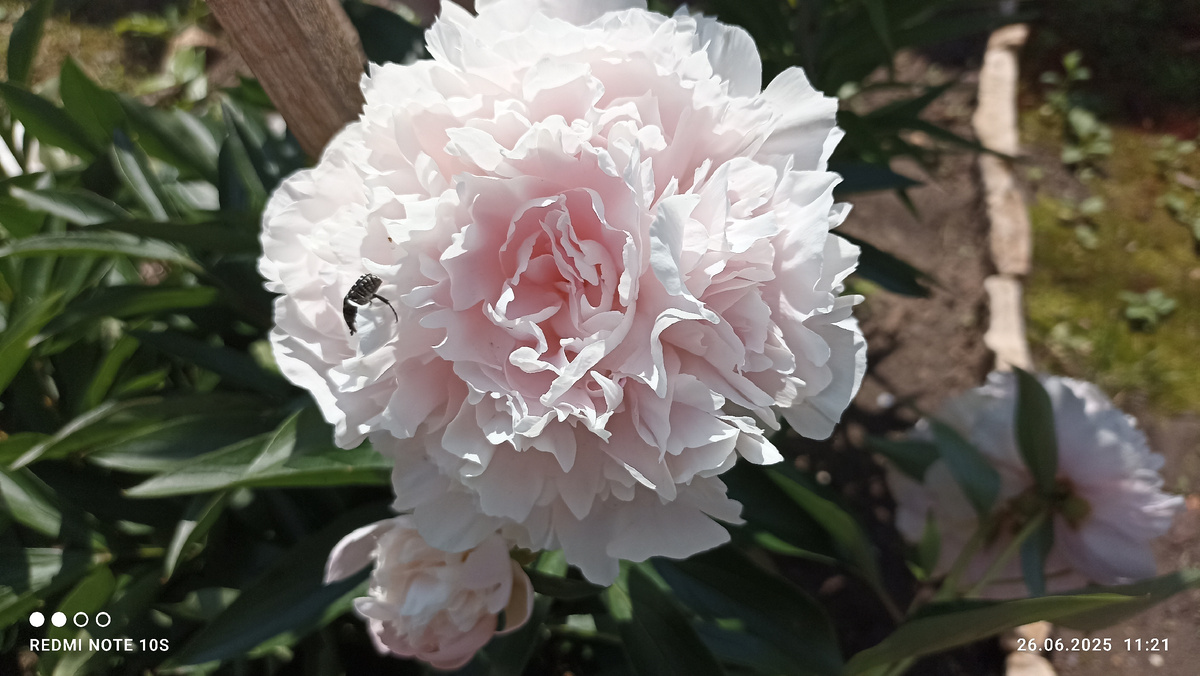 Мой пион. Фото автора.