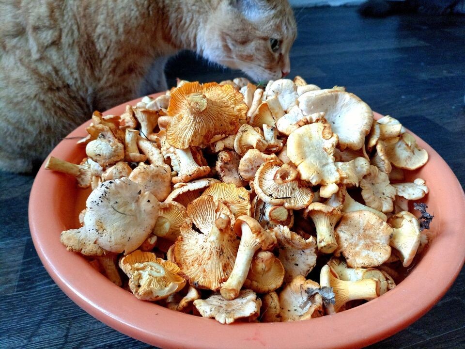    Грибы собирают в Алтайском крае. Источник: vk.com/gribniki22rus