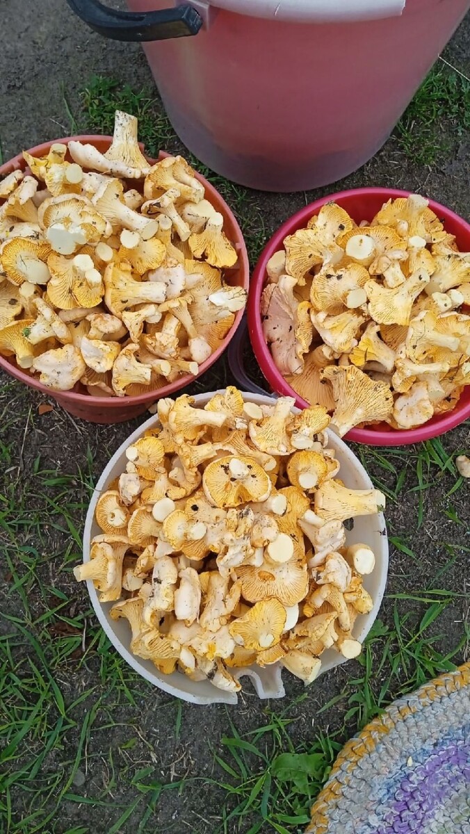    Грибы собирают в Алтайском крае. Источник: vk.com/gribniki22rus