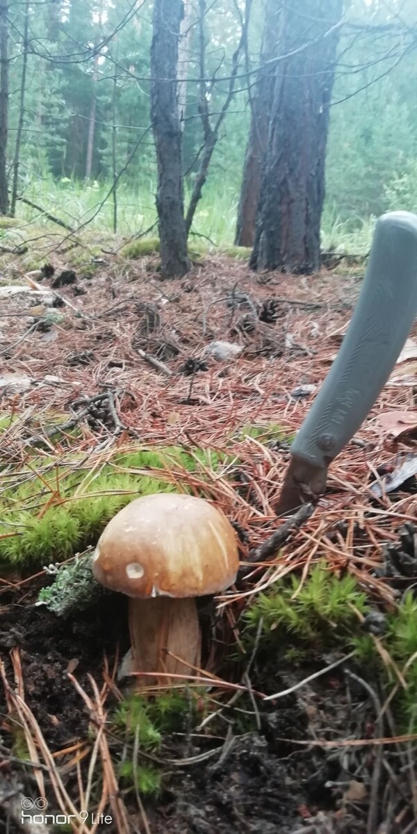    Грибы собирают в Алтайском крае. Источник: vk.com/gribniki22rus