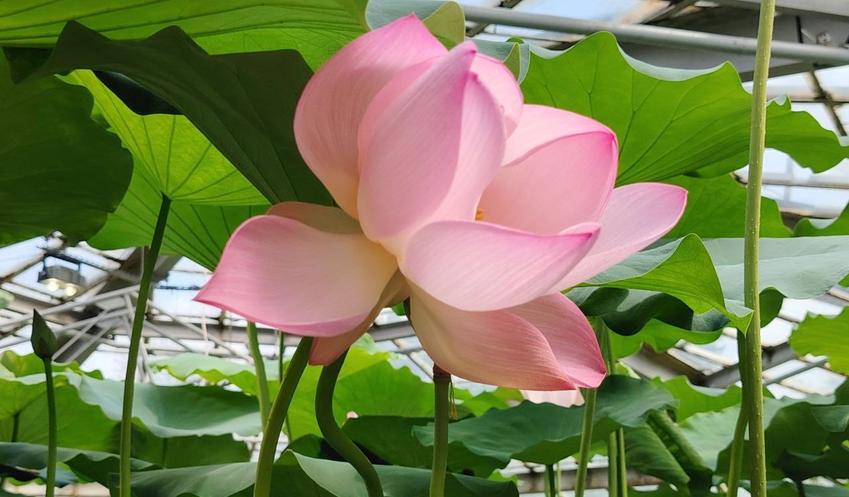 Лотос как символ мудрости и чистоты помыслов