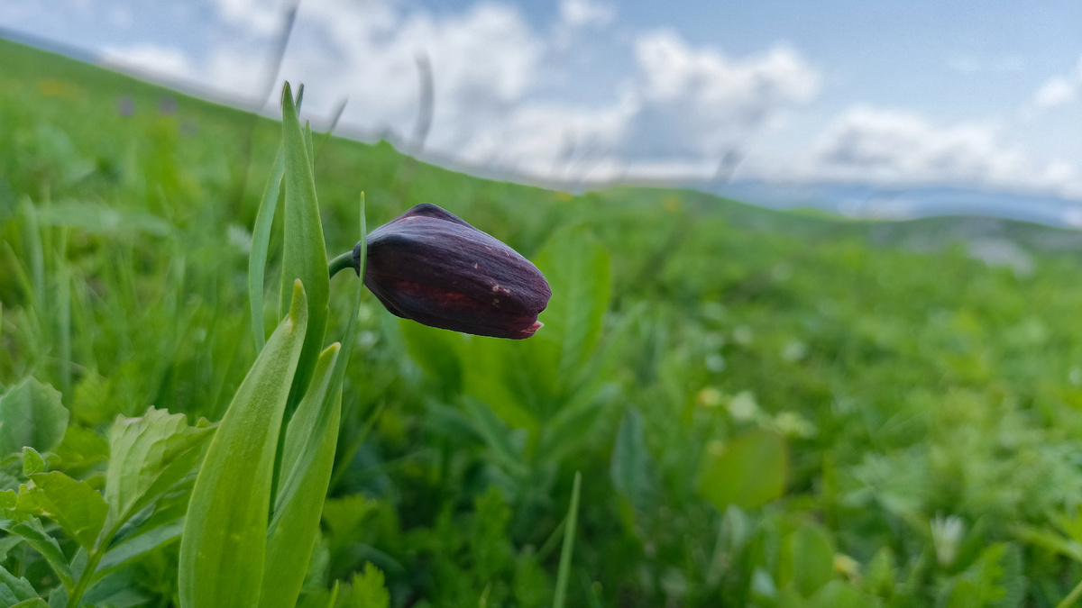 Называется это растение Рябчик Кавказский. Фото сделано в окрестностях урочища Бамба Иашта. Июнь 2025. Фото автора. 