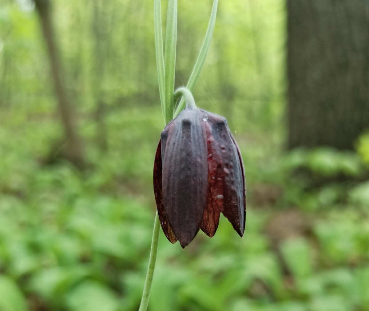 Это фото я сделала весной в окрестностях посёлка Волжский Утёс Шигонского района Самарской области. 