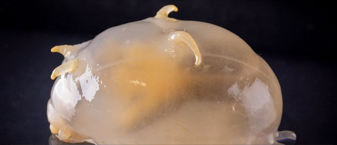 Морская свинья. Фото: Pete Harmsen/Commonwealth of Australia