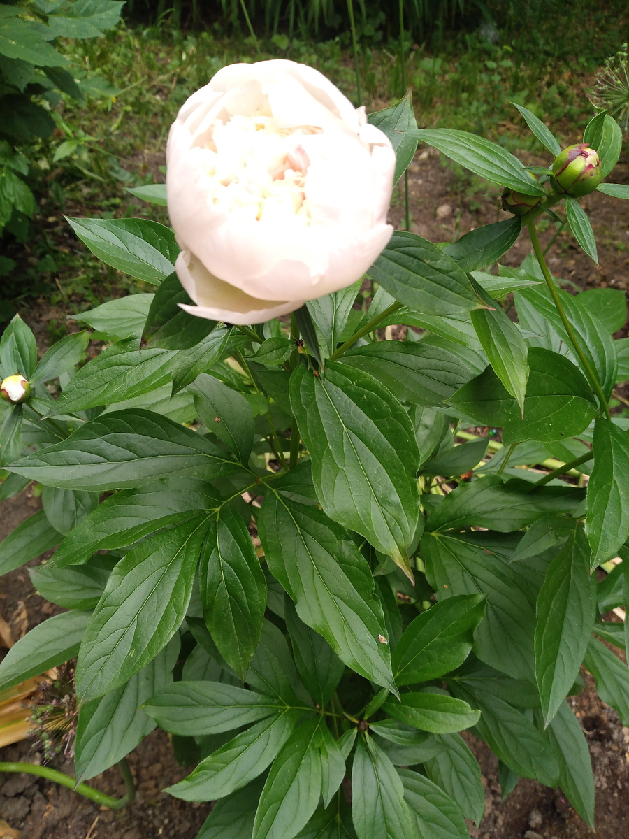 Розовый пион.