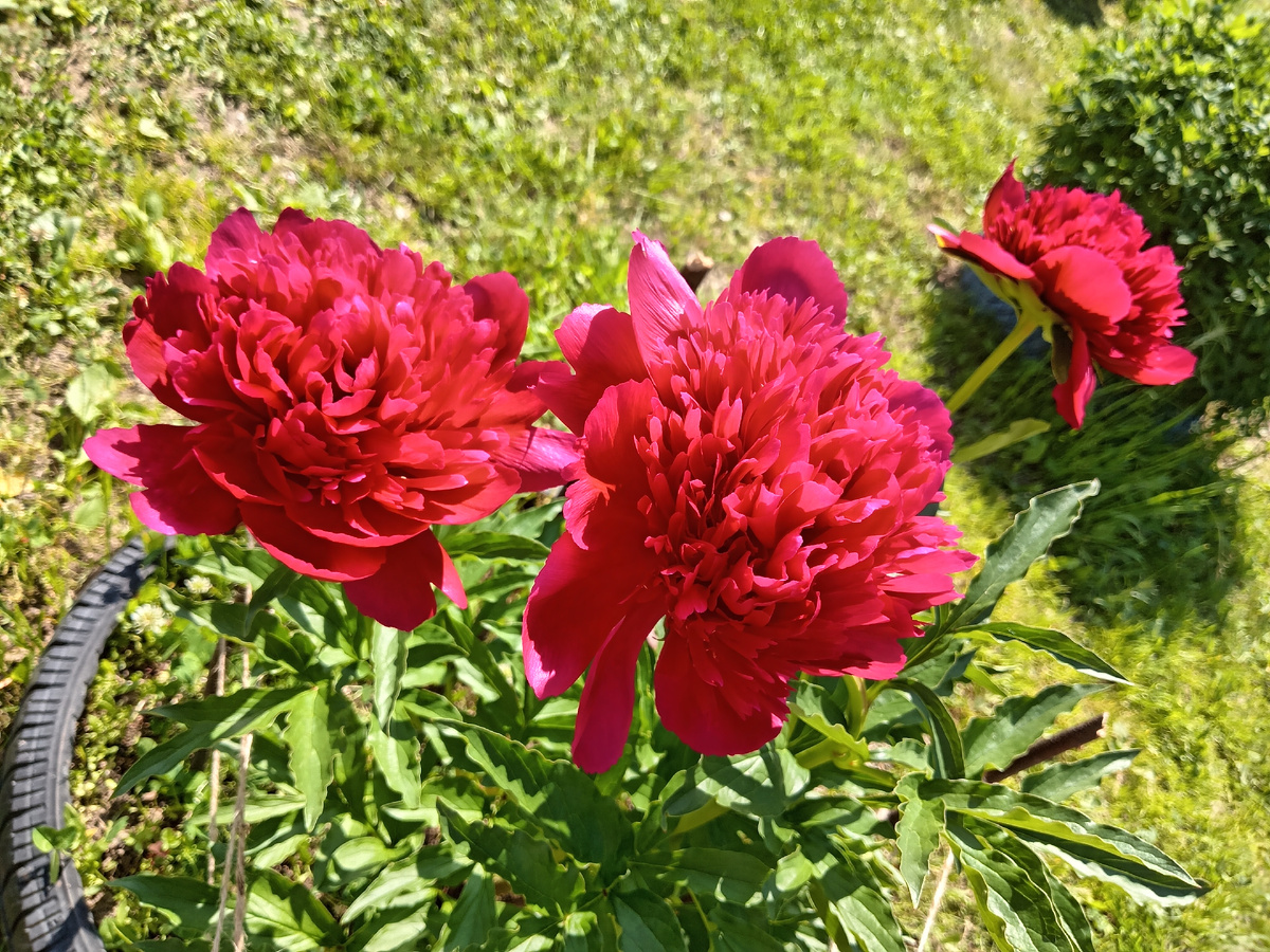 Фото автора. Завели пионы.