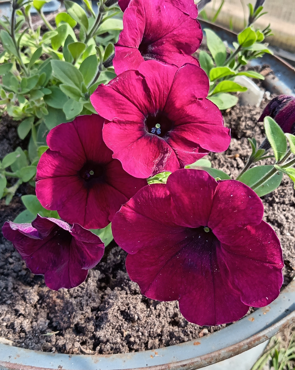 Фото автора.