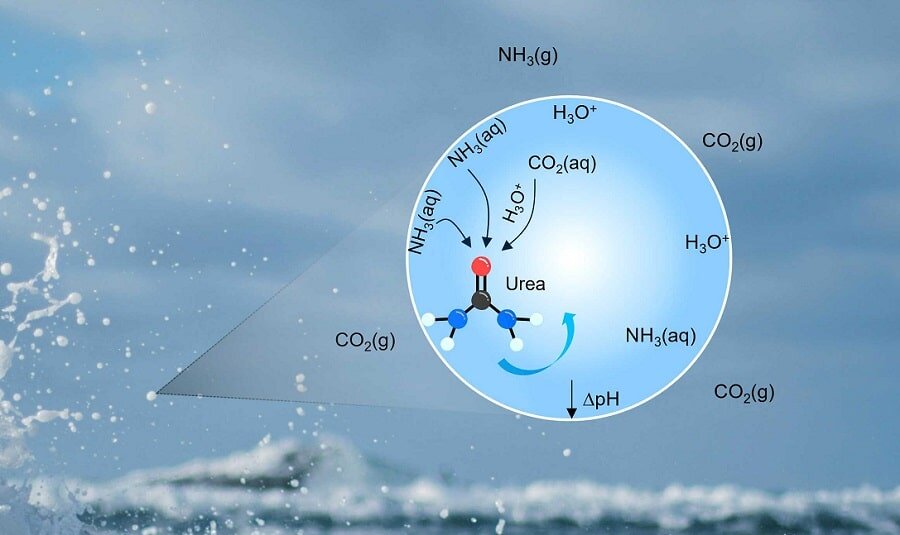 Исследователи ETH Zurich обнаружили, что ключ к разгадке кроется в поверхностном слое мельчайших водных капель, таких как те, что образуются в морских брызгах или тумане. Оказалось, что на границе между водой и воздухом создается уникальная химическая среда, где CO₂ и аммиак могут спонтанно реагировать с образованием мочевины — без какого-либо внешнего энергетического воздействия.

Особенность этого процесса заключается в том, что поверхность капли воды представляет собой динамичную химическую зону. Здесь формируются градиенты pH и концентраций, которые действуют как микроскопический реактор. В частности, кислая среда на границе раздела фаз способствует реакциям, которые в объеме жидкости были бы невозможны.