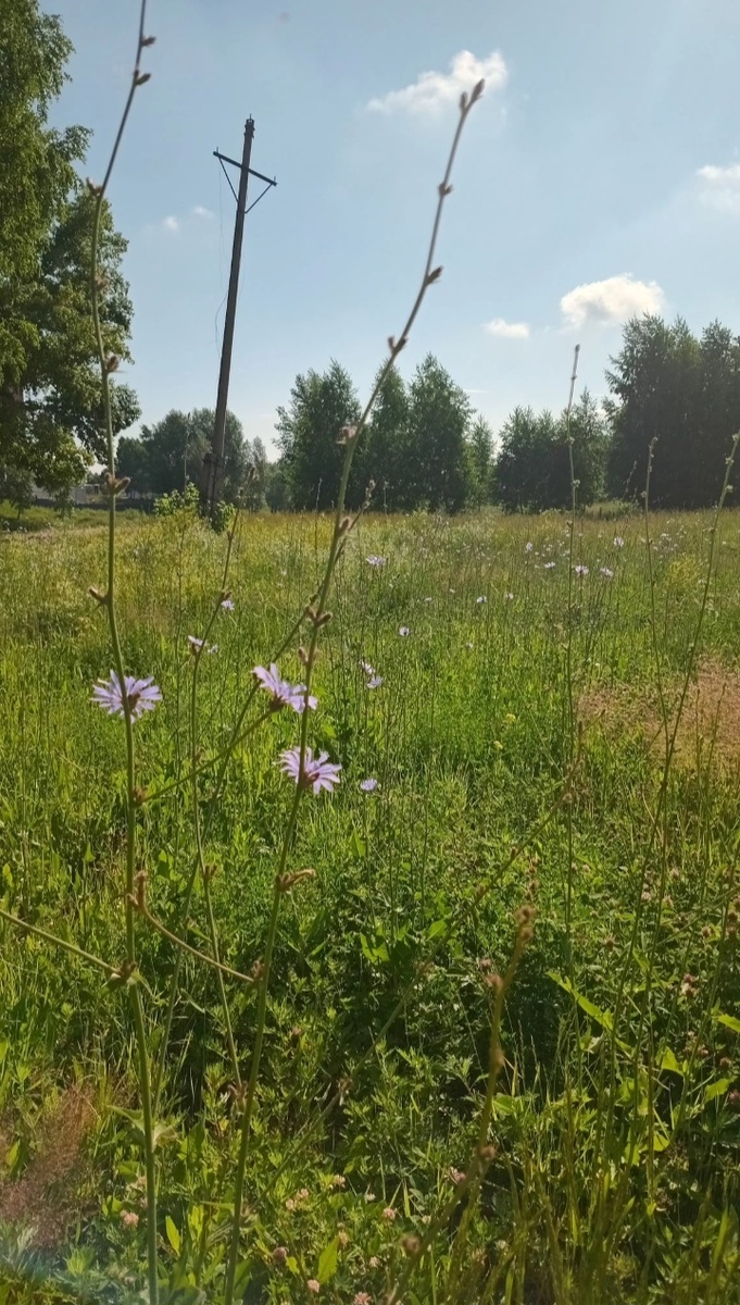 Цветёт цикорий