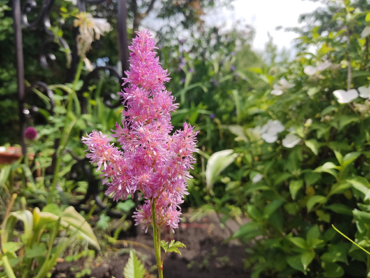 Цветение астильбы в Поволжье - Подмосковью похихикать