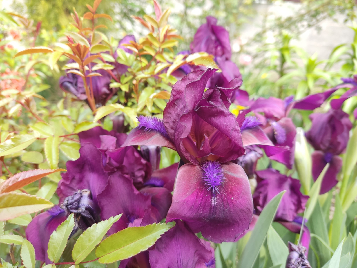 Тот самый ирис, "хлам" от которого спокойно перезимовад без посадки