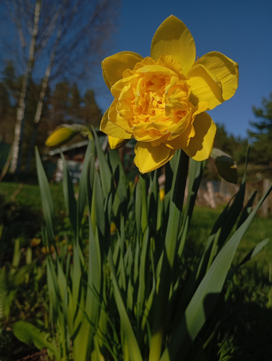 Фото нарцисса на мой смартфон
