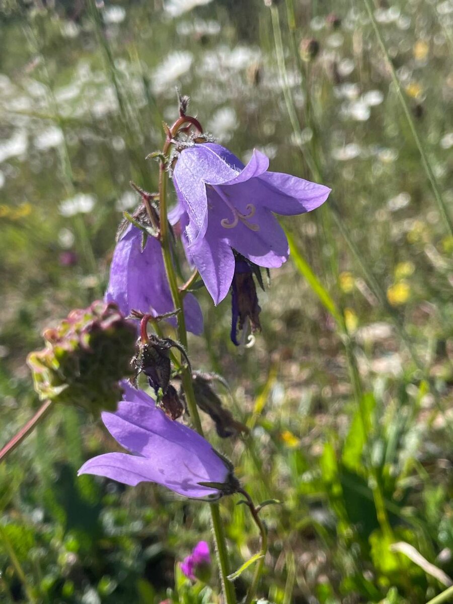 Колокольчики :) 
