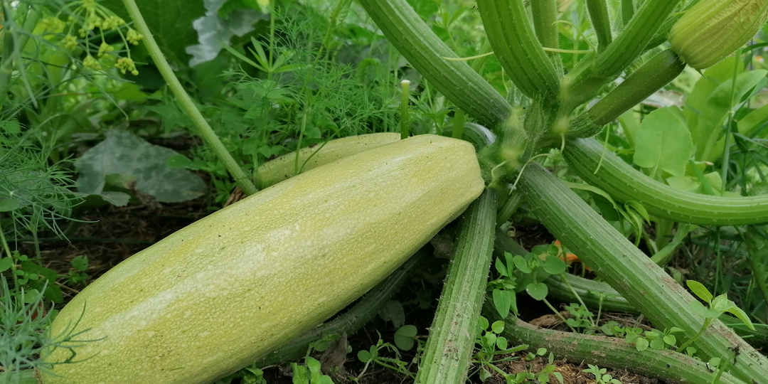 Лучшие подкормки для кабачков в конце июня.