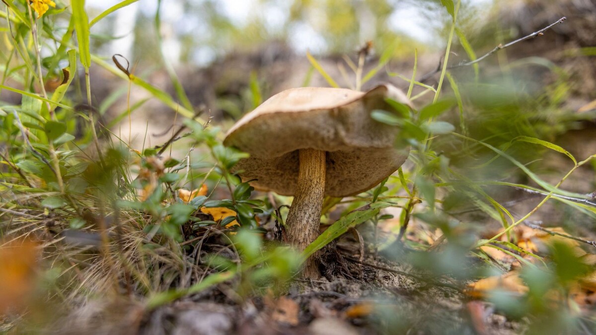    Фото: Федор Воронов / «Ямал-Медиа»