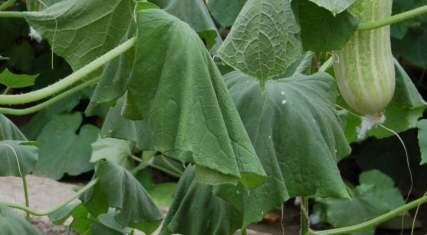 Почему вянут листья у огурцов 