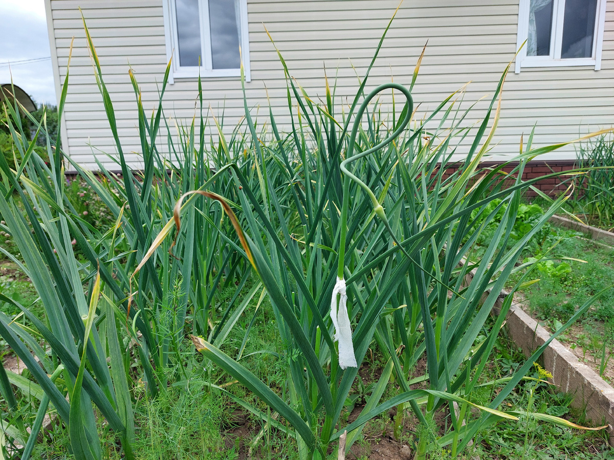 Часовой- контрольная стрелка, помеченная флажком, чтобы случайно не сорвать.