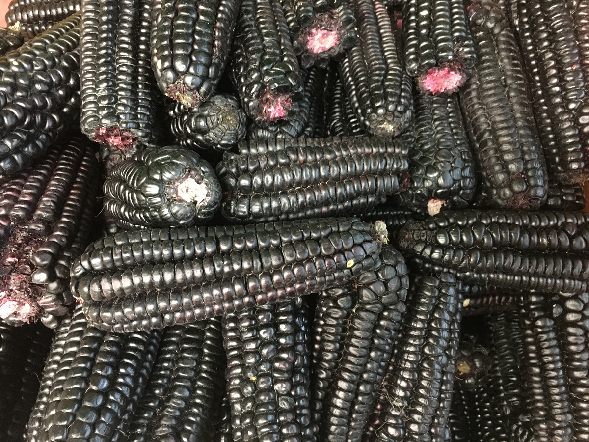 Кукуруза морадо. Фото автора