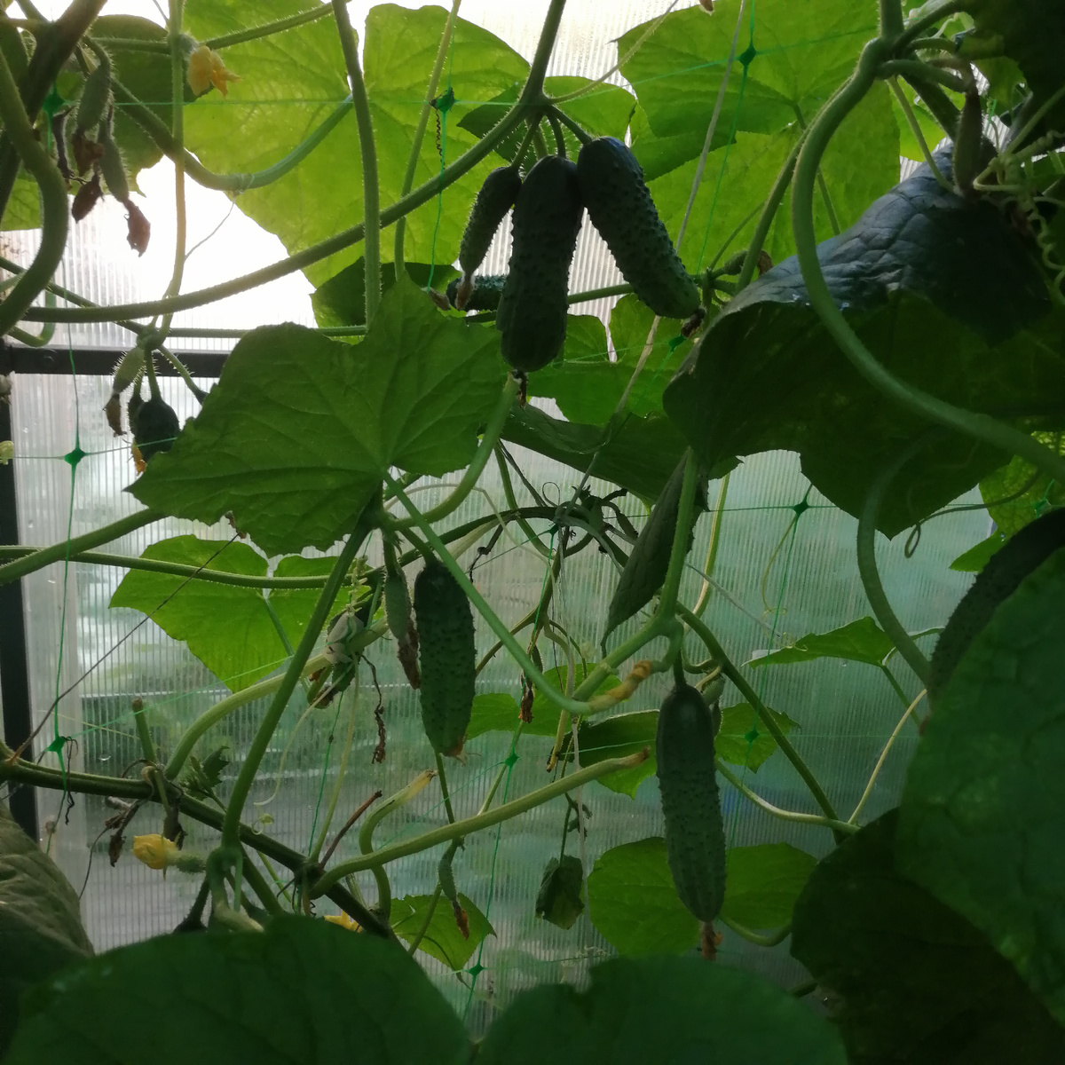 Фото автора.