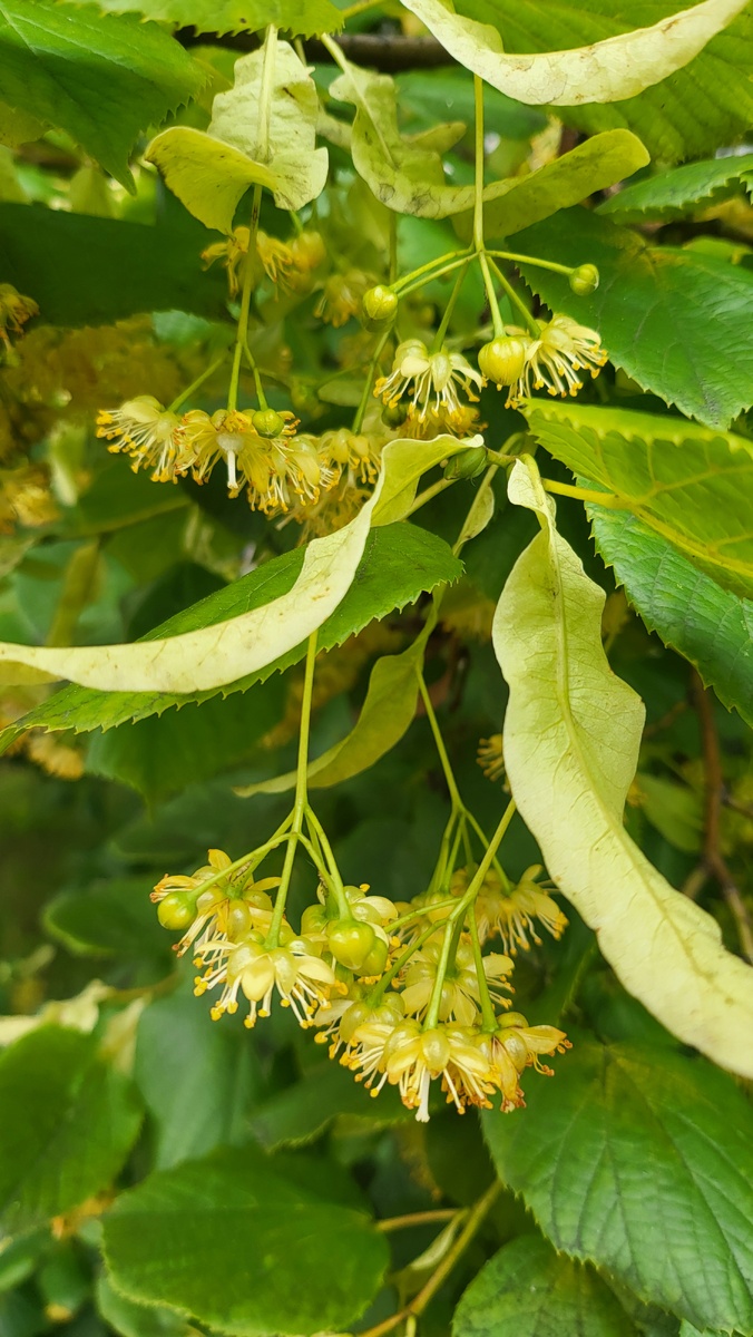 #липовое благославенная 