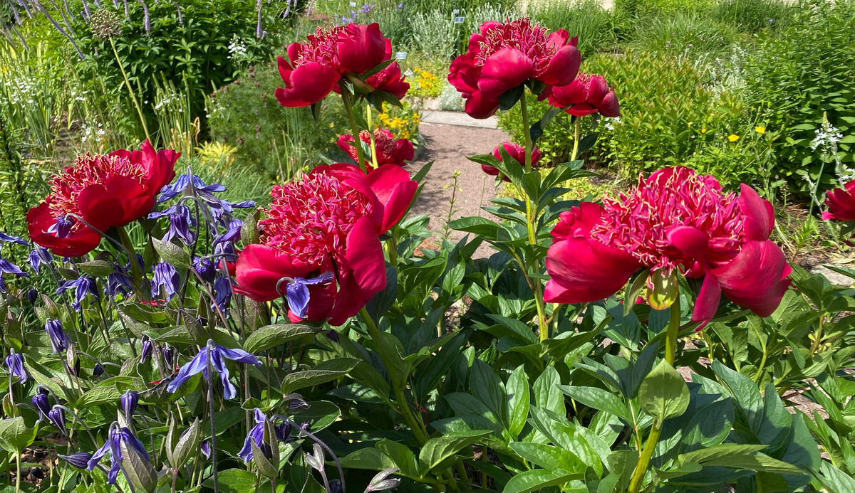 Пион Walter Mains. Фото: Леля Голованова