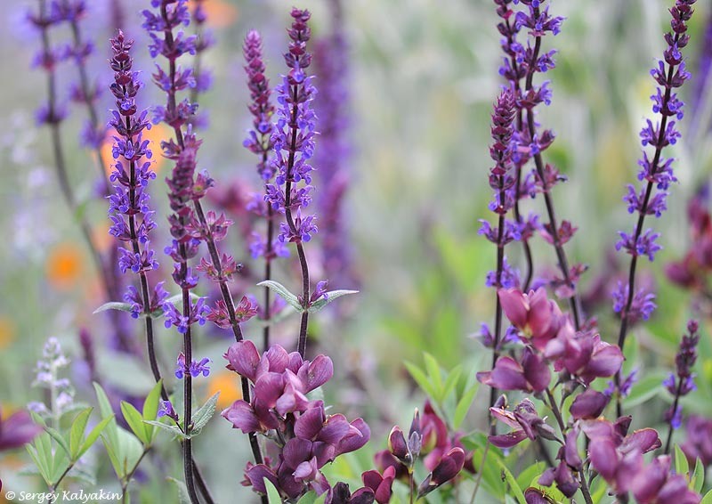 Шалфей и баптизия в саду для собак Монти Дона
